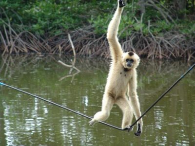 Cần Giờ Eco-Tour with Monkeys, Crocs & War History - Lunch in Cần Giờ: Simple Seafood Fuel for the Day