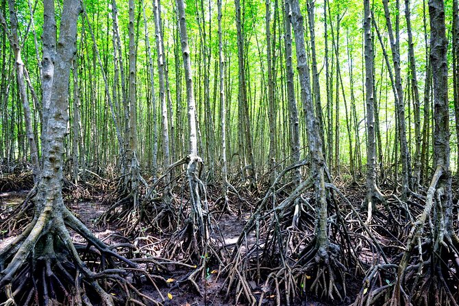 Can Gio Mangrove Forest 1 day tour - The Mangrove Speedboat and the Vietnam War Commmando Camp Stop