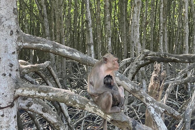 Can Gio Mangroves - Monkey Island by Motorbike and Scooter - Stop 1: Can Gio Mangrove Biosphere Reserve and wildlife you might actually spot