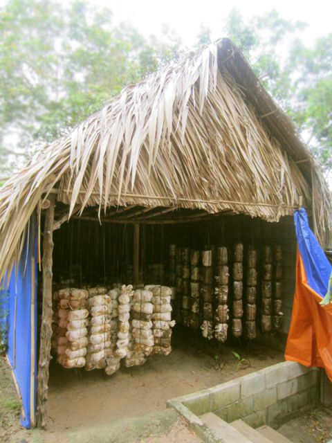 Farm-To-Table Healthy Cooking Class: Half-Day Tour - Become a Vietnamese Farmer: Picking the Vegetables You’ll Cook