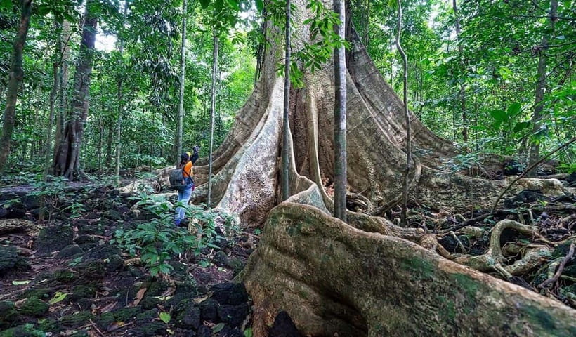 From HCM: Cat Tien Park Jungle Day Trip with Optional 2D1N - Tà Lài Cocoa Garden: A Chocolate Stop That’s More Than Sweet Marketing