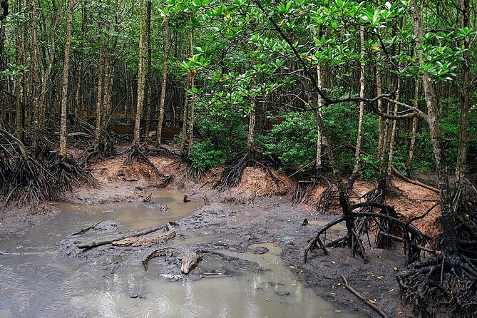 From Ho Chi Minh: Can Gio Trek – Monkey Island & Crocodile Farm - Can Gio Mangrove Biosphere Reserve: where the day really comes alive
