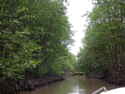 From Ho Chi Minh: Can Gio Trek – Monkey Island & Crocodile Farm - Price and logistics: how $28.50 stretches