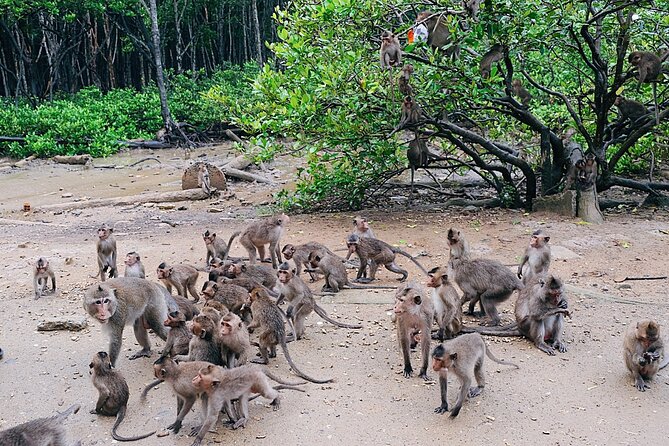 From Ho Chi Minh: Can Gio Trek – Monkey Island & Crocodile Farm - Hoa Ca crocodile viewing: interesting, but manage expectations