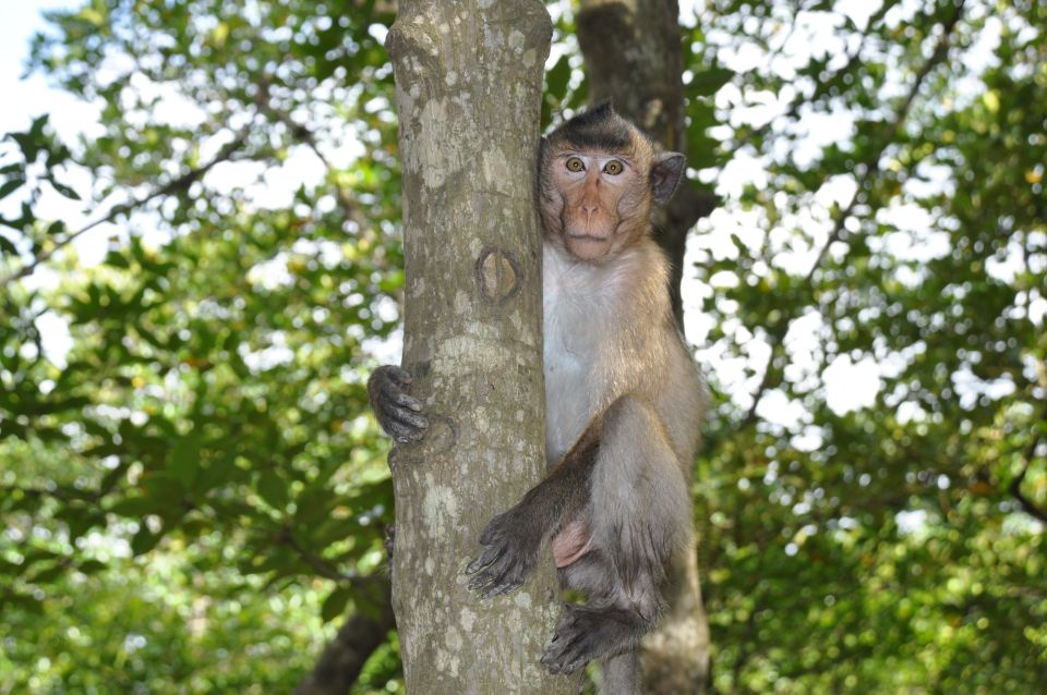 HCM:Can Gio Mangrove Forest Tour-Monkey Island - What to bring (so the monkeys don’t pick your pockets)