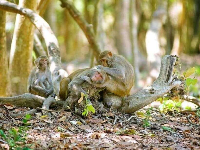 Ho Chi Minh: Can Gio Mangrove and Monkey Island - Who should book this trip, and who should think twice