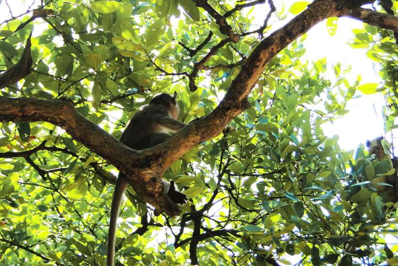 Ho Chi Minh City: Can Gio Eco Escape And Wildlife Discovery - Who should book this Can Gio eco escape
