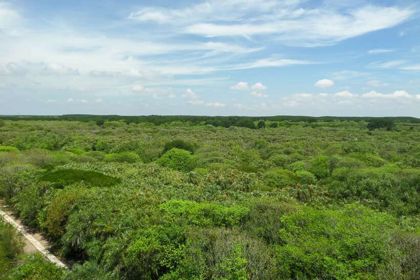 Ho Chi Minh City: Can Gio Eco Escape And Wildlife Discovery - Rừng Đước, crocodile swamps, and the bat lagoon canoe