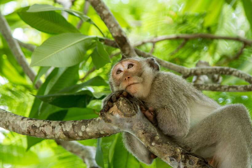 Ho Chi Minh City: Can Gio Eco Escape And Wildlife Discovery - Getting there from Ho Chi Minh City without losing the day