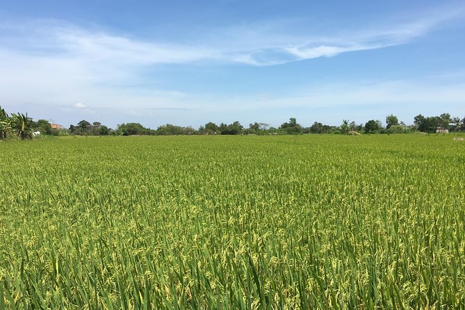 Private Authentic Mekong River Full Day Trip - Non Touristic Mekong delta - Bike and scooter ride through rice paddies: the best kind of slow